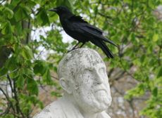 Krähe-B 026.jpg